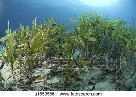 Stock Image -  Turtle Grass (Thalassia spp. ), one of several species of turtle grass which grows on sandy seabed in the Red Sea, Egypt.. Fotosearch