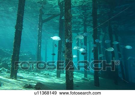 Stock Photo - Under the jetty. Red Sea.. Fotosearch