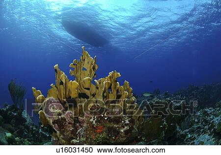 Stock Image - Underwater view and the underside of a boat. Compasspoint, Caymans.. Fotosearch