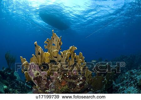 Stock Photo - Underwater view and the underside of a boat. Compasspoint, Caymans.. Fotosearch