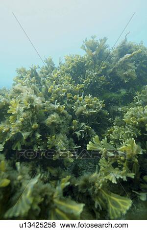 Stock Photo - Wrack. Jersey, Channel Islands, UK. Fotosearch