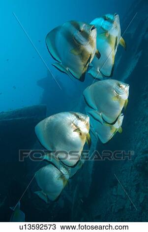 Wreck diving - SS Thistlegorm. Red Sea. View Large Photo Image Stock Image - Wreck diving - SS Thistlegorm. Red Sea.. Fotosearch