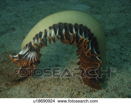 Picture - A large Feather Sea Pen ( Sarcoptilus grandis ) too heavy to hold it's self upright. Sabang Beach. Philippines. Taken 2007. Fotosearch