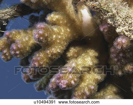A piece of Cat Paw Coral. ( Pocillopora damicornis ) growing on a rope. Dahab. Red Sea. Egypt View Large Photo Image Stock Image - A piece of Cat Paw Coral. ( Pocillopora damicornis ) growing on a rope. Dahab. Red Sea. Egypt . Fotosearch
