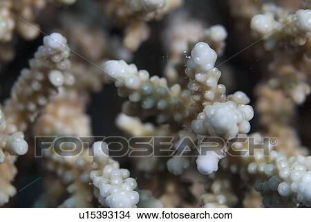 (Acropora spp. ) coral detail showing tips of branches, Red Sea, Egypt. View Large Photo Image Picture - (Acropora spp. ) coral detail showing tips of branches, Red Sea, Egypt.. Fotosearch