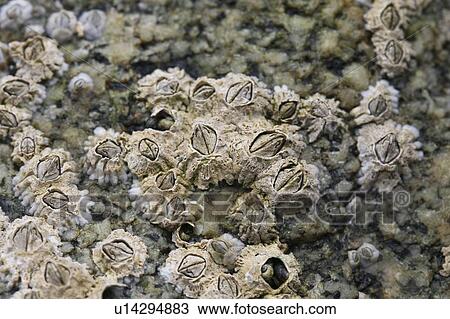 Stock Image - Barnacles. Sark, British Isles. Fotosearch