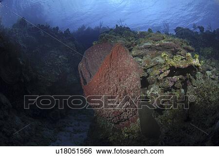 Stock Photograph - Barrel sponge (Xestospongia muta), large barrel sponge in spur and groove reef, Little Cayman Island, Cayman Islands, Caribbean. Fotosearch