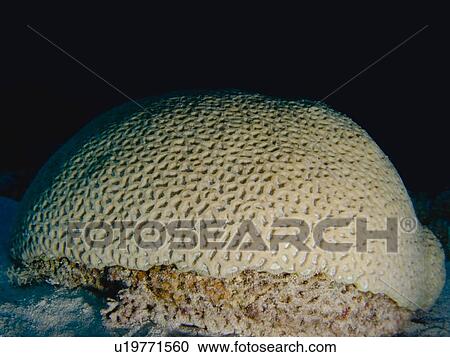 Stock Image - Brain coral (Platygyra daedalea). Ras Ghozlani, Sharm El Sheikh, South Sinai, Red Sea, Egypt.. Fotosearch