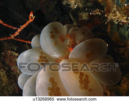 Bubble coral. (Plerogyra sinuosa) harbouring a small Orangutan Crab. Panglao Island. Philippines. Taken 2007 View Large Photo Image Stock Photography - Bubble coral. (Plerogyra sinuosa) harbouring a small Orangutan Crab. Panglao Island. Philippines. Taken 2007. Fotosearch