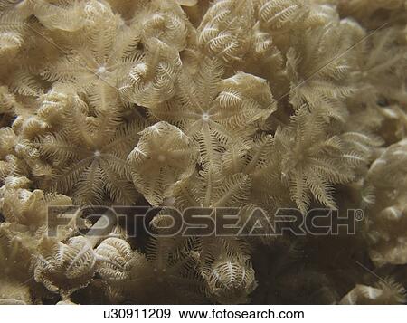 Stock Photo - Close up of a Pulsating Xenia (Xenia elongata). Red Sea. Egypt . Fotosearch