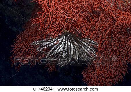 Comanthina Crinoid (Comantheria briareus) black & white in colour and hanging down on brilliant red Sea Fan, Sipidan, Mabul, Malaysia. View Large Photo Image Stock Image - Comanthina Crinoid (Comantheria briareus) black & white in colour and hanging down on brilliant red Sea Fan, Sipidan, Mabul, Malaysia.. Fotosearch