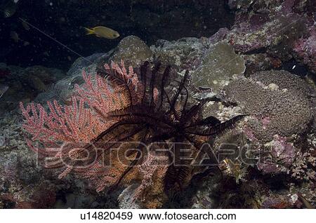 Stock Photo - Comanthina Crinoid (Comaster gracilis) dark feather starfish crinoid on pink Sea Fan, Sipidan, Mabul, Malaysia.. Fotosearch