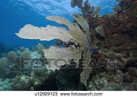 Stock Image - Common sea fan, Gorgonia ventalina, Molasses Reef, Key Largo, Florida, USA, Atlantic Ocean. Fotosearch