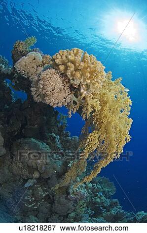 Stock Photo - Coral and soft coral outcrop, blue background with sun, scenic, Egyptian Red Sea 1-10-07. Fotosearch