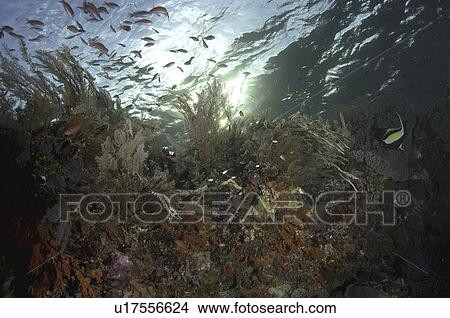 Coral Reef Scene Wakatobi, Onemobaa Island, Indonesia View Large Photo Image Picture - Coral Reef Scene Wakatobi, Onemobaa Island, Indonesia. Fotosearch
