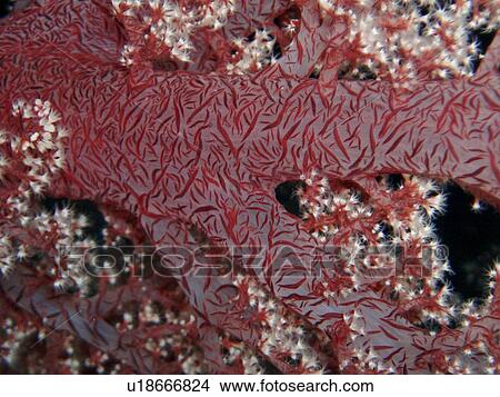 Picture - Coral species. Southern Red Sea, Egypt.. Fotosearch