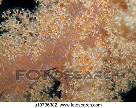 Coral species. Southern Red Sea, Egypt. View Large Photo Image Stock Image - Coral species. Southern Red Sea, Egypt.. Fotosearch
