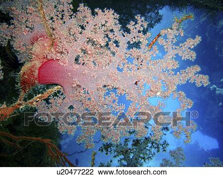 Coral species. Southern Red Sea, Egypt. View Large Photo Image Stock Image - Coral species. Southern Red Sea, Egypt.. Fotosearch