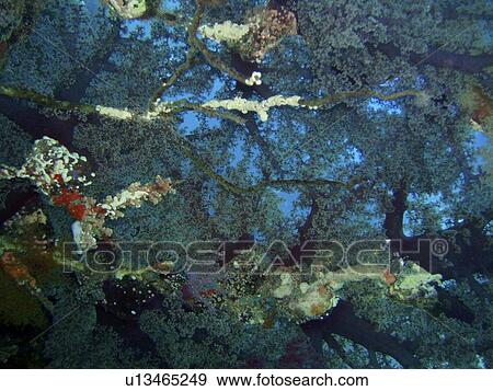 Coral species. Southern Red Sea, Egypt. View Large Photo Image Stock Photo - Coral species. Southern Red Sea, Egypt.. Fotosearch