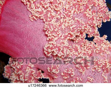 Stock Photograph - Coral species. Southern Red Sea, Egypt.. Fotosearch