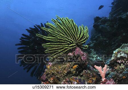 Stock Image - Crinoid (Oxycomantus bennetti), large individuals on edge of coral with blue water behind, Sipadan, Mabul, Borneo, Malaysia, South China Sea. Fotosearch