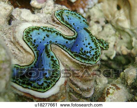 Stock Image - Crustacean - clam. Red Sea, Egypt.. Fotosearch
