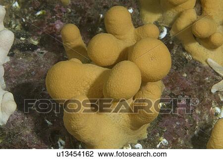 Stock Image -  Dead men's Fingers (Alcyonium digitatum), orange-coloured stubby soft coral, St Abbs, Scotland, UK. Fotosearch