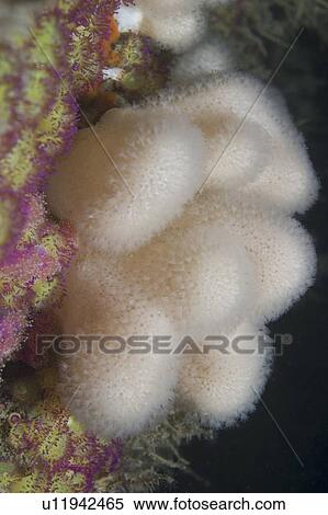 Stock Photography - Deadman's Fingers Soft Coral (Alcyonium digitatum), Gouliot Caves, Sark, Channel Islands, UK. Fotosearch