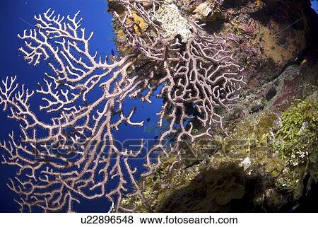 Deepwater gorgonian sea fan (Iciligorgia schrammi), Blue sea background Little Cayman Island, Cayman Islands, Caribbean View Large Photo Image Stock Photo - Deepwater gorgonian sea fan (Iciligorgia schrammi), Blue sea background Little Cayman Island, Cayman Islands, Caribbean. Fotosearch