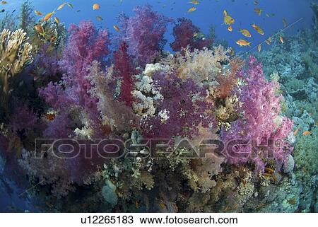 Stock Image - (Dendrophyllia klunzingeri) purple soft coral species on colourful reef with brilliant blue background and many orange fish, Red Sea, Egypt. Fotosearch