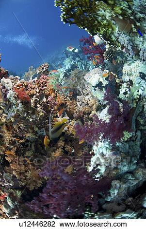 Stock Image - (Dendrophyllia klunzingeri) purple soft coral species on colourful reef with brilliant blue background and many orange fish, Red Sea, Egypt. Fotosearch