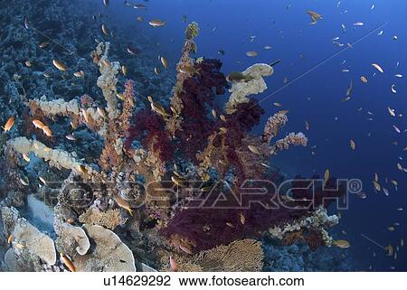 Stock Image - (Dendrophyllia klunzingeri) purple soft coral species on colourful reef with brilliant blue background and many orange fish, Red Sea, Egypt. Fotosearch