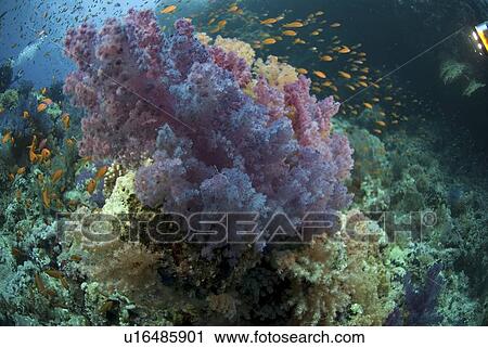 Stock Image - (Dendrophyllia klunzingeri) purple soft coral species on colourful reef with brilliant blue background and many orange fish, Red Sea, Egypt. Fotosearch