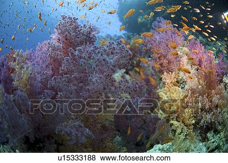 Stock Photo - (Dendrophyllia klunzingeri) purple soft coral species on colourful reef with brilliant blue background and many orange fish, Red Sea, Egypt. Fotosearch