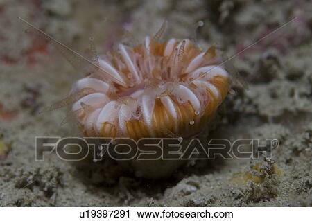 Devonshire Cup Coral (Caryophyllia smithii), Sark, Channel Islands, UK View Large Photo Image Stock Image - Devonshire Cup Coral (Caryophyllia smithii), Sark, Channel Islands, UK. Fotosearch