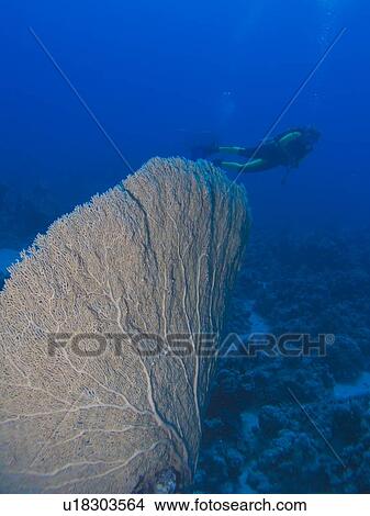 Picture - Diver next a Giant sea fan (Annella mollis). Ras Ghamila, Sharm El Sheikh, South Sinai, Red Sea, Egypt.. Fotosearch