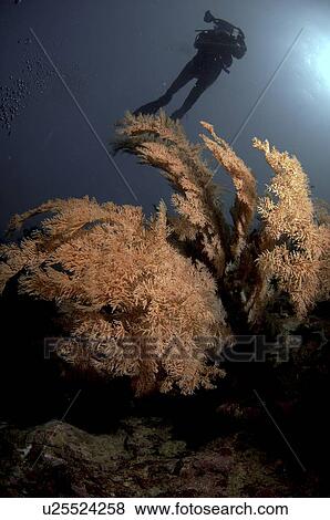 Diver with corals and sea fans View Large Photo Image Stock Photo - Diver with corals and sea fans. Fotosearch