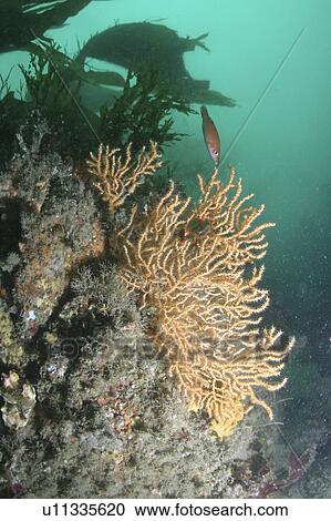 Stock Image - Fan Coral (Eunicella veruccosa), Sark, British Isles. Fotosearch