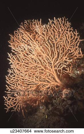 Fan Coral Eunicella verucossa, Sark, British Isles View Large Photo Image Picture - Fan Coral Eunicella verucossa, Sark, British Isles. Fotosearch