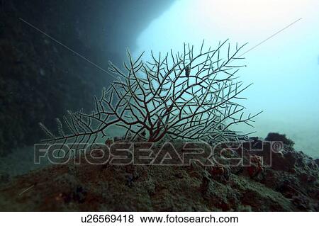 Stock Photo - Fan coral. Spanish Mediterranean.. Fotosearch
