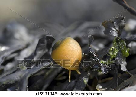Stock Photograph - Flat Periwinkle (Littorina obtusata), small yellow snail showing tentacles and on top of green seaweed, Eyemouth, Scotland, UK North Sea. Fotosearch