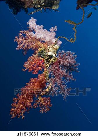 Formation of Soft coral (Dendronephthya klunzingeri) on Yellow wire coral (Cirripathes anguina). Ras Za'atar, Sharm El Sheikh, South Sinai, Red Sea, Egypt. View Large Photo Image Stock Image - Formation of Soft coral (Dendronephthya klunzingeri) on Yellow wire coral (Cirripathes anguina). Ras Za'atar, Sharm El Sheikh, South Sinai, Red Sea, Egypt.. Fotosearch
