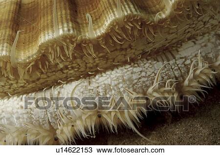 Giant Scallop (Pecten maximus) St Abbs Reserve, Berwickshire, Scotland View Large Photo Image Stock Image - Giant Scallop (Pecten maximus) St Abbs Reserve, Berwickshire, Scotland. Fotosearch