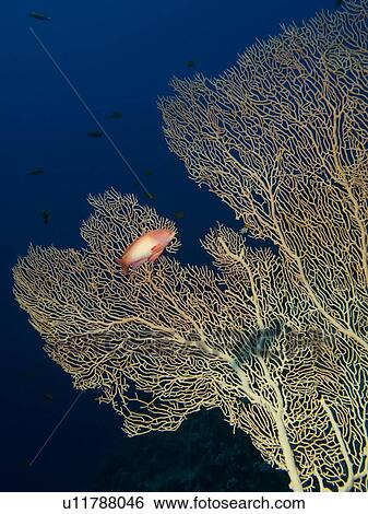 Stock Photograph - Giant sea fan (Annella mollis) and Lyretail anthias (Pseudanthias squamipinnis). Shark and Yolanda, Ras Mohamed National Park, Sharm El Sheikh, South Sinai, Red Sea, Egypt.. Fotosearch