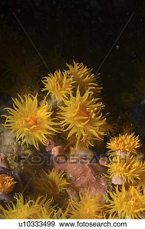 Stock Photo - Golden Coral (Dendrophyllid) soft coral. Borneo, Malaysia. Fotosearch