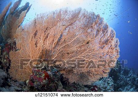 Picture - Gorgonian Sea Fan species with brilliant blue background, Red Sea.. Fotosearch