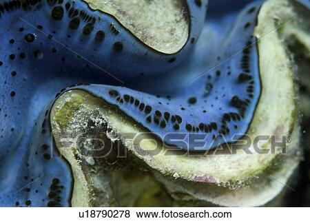 Great Clam (Tridacna maxima), large clam showing brilliant blue mantle colour, Red Sea, Egypt, View Large Photo Image Stock Photo - Great Clam (Tridacna maxima), large clam showing brilliant blue mantle colour, Red Sea, Egypt, . Fotosearch