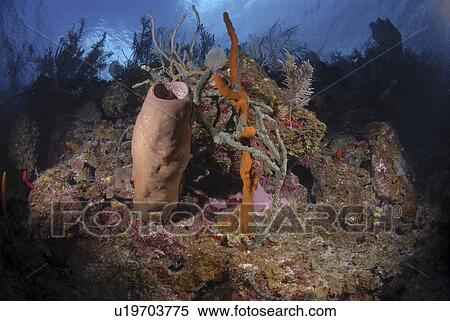 Group of different colourful sponges on underwater cliff, Little Cayman Island, Cayman Islands, Caribbean View Large Photo Image Stock Photography - Group of different colourful sponges on underwater cliff, Little Cayman Island, Cayman Islands, Caribbean. Fotosearch