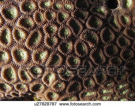 Stock Photo - Honeycomb Coral (Favia Favus) Close up. Sabang Beach, The Philippines. Fotosearch