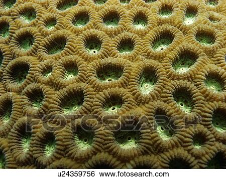 Honeycomb Coral (Favia Favus) Close up. Sabang Beach, The Philippines. Taken 2007 (rr) View Large Photo Image Stock Photograph - Honeycomb Coral (Favia Favus) Close up. Sabang Beach, The Philippines. Taken 2007 (rr). Fotosearch